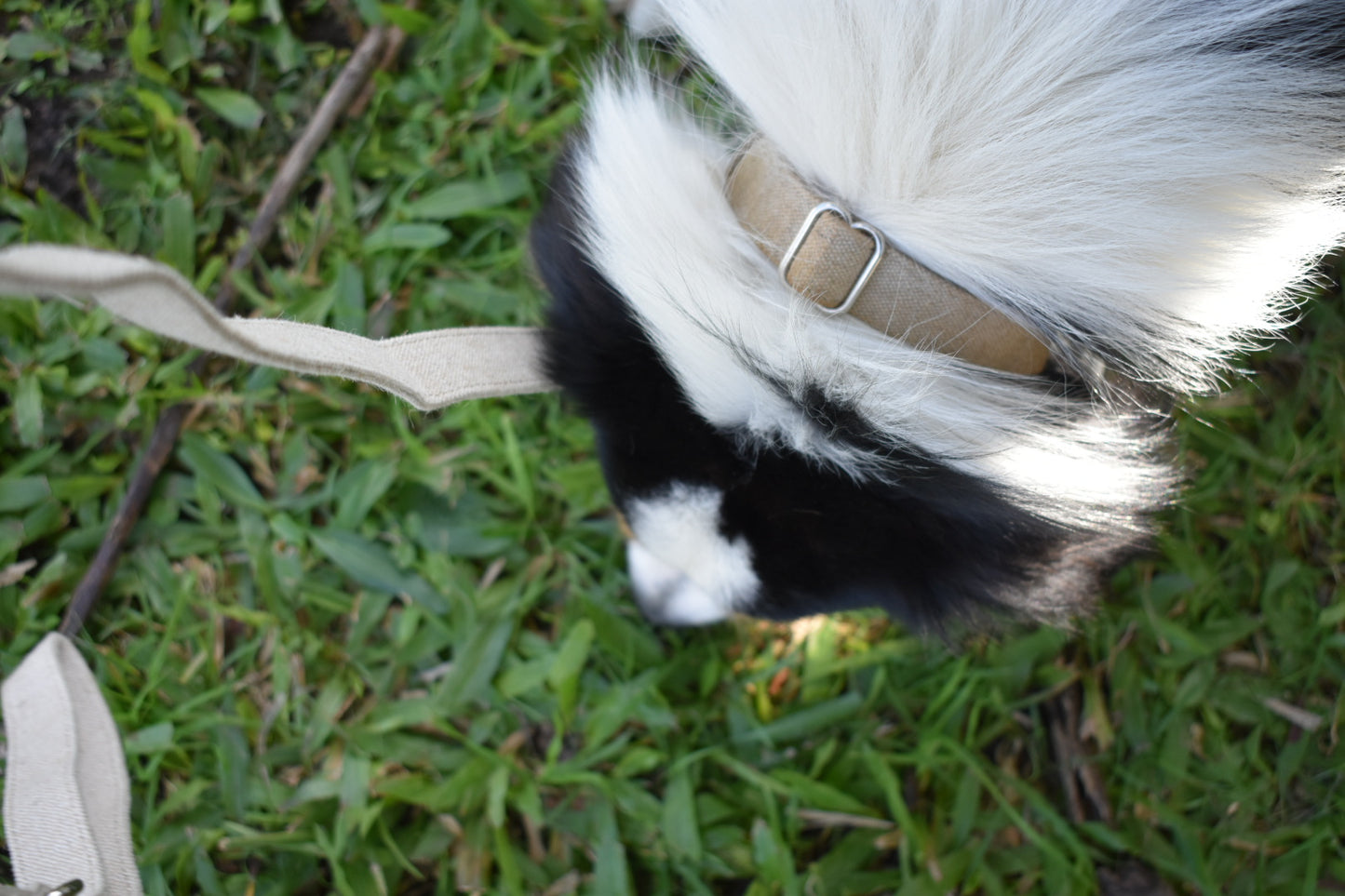 Organic Hemp Collar